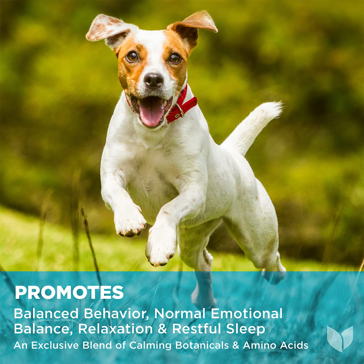 Hyland's - Dogs - Calm & Balance, 90 Soft Chews, Supports Balanced Behavior, Normal Emotional Balance, Relaxation & Restful Sleep, L-Theanine, GABA & Chamomile, Hemp Free Chicken Liver Flavor - Image 3